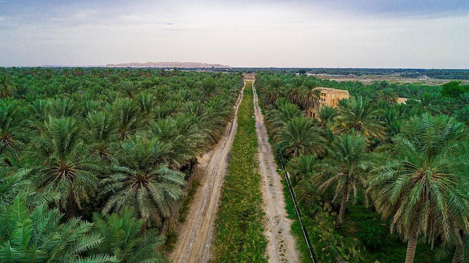 World s Largest Oasis Al Ahsa Oasis Saudi Arabia October 2020 